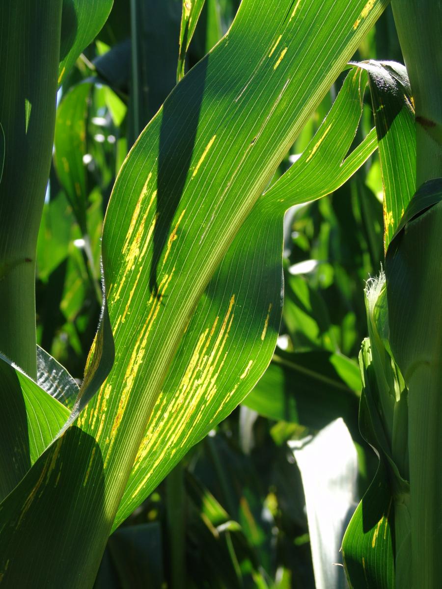 Differentiating Corn Leaf Diseases Cropwatch University Of Nebraskalincoln 7714